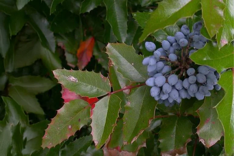 Berberis Aquifolium Benefits For Skin